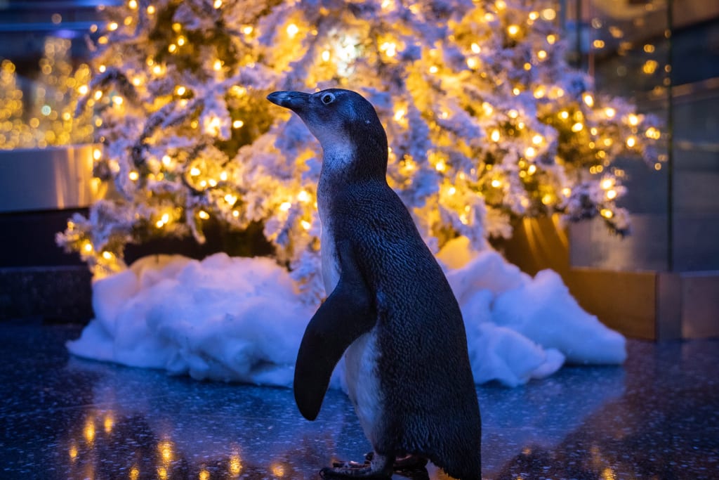 A penguin stands on a snowy floor, gazing at a sparkling Christmas tree in Atlanta, Georgia.