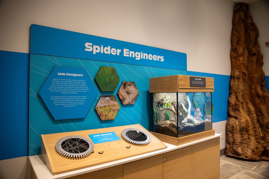 An interactive exhibit titled 'Spider Engineers' showcases spider web designs and engineering principles through a web weaver activity and a spider habitat display in Atlanta, Georgia.