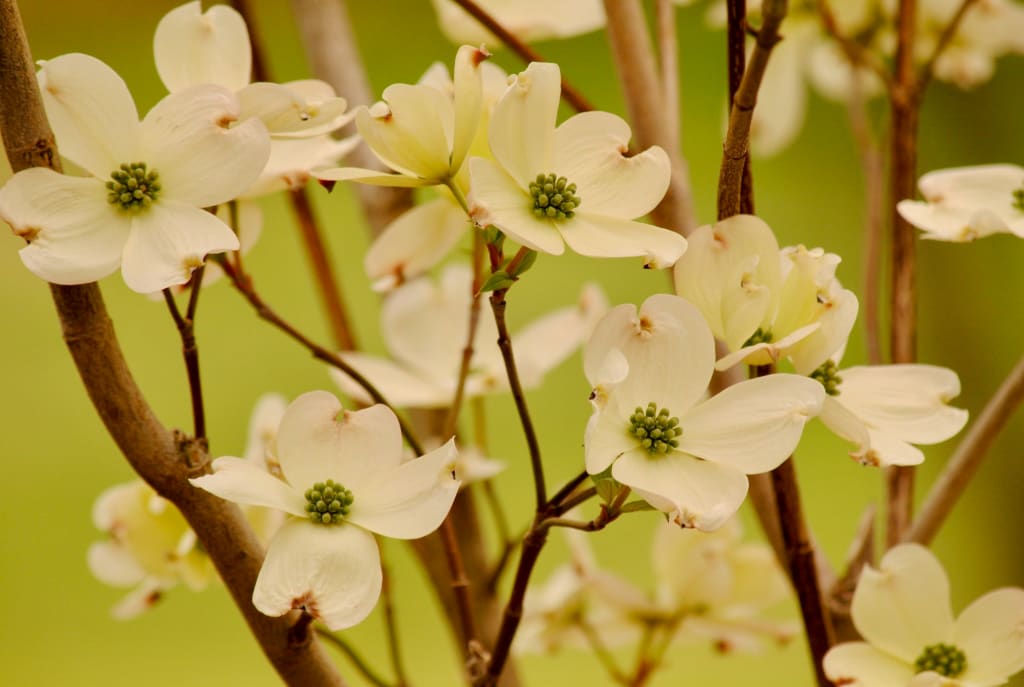 Delicate Dogwood flowers with green centers bloom on slender branches against a soft green backdrop in Atlanta, Georgia.