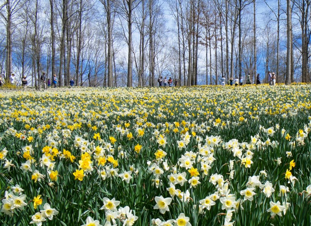 A field of white and yellow daffodils at Gibbs Garden, located just north of Atlanta.