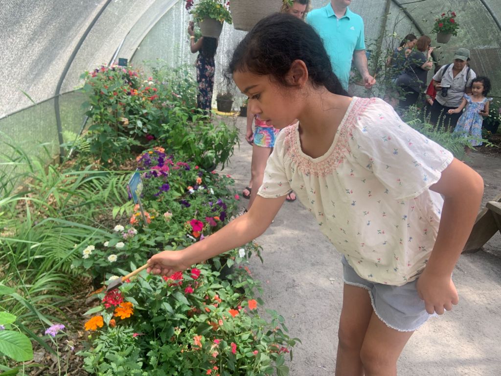 A young girl explores a colorful flower garden inside a greenhouse, touching a flower in Atlanta, Georgia.
