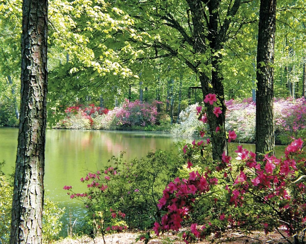 A serene forest scene with a calm lake surrounded by blooming pink flowers and tall trees in Atlanta, Georgia.
