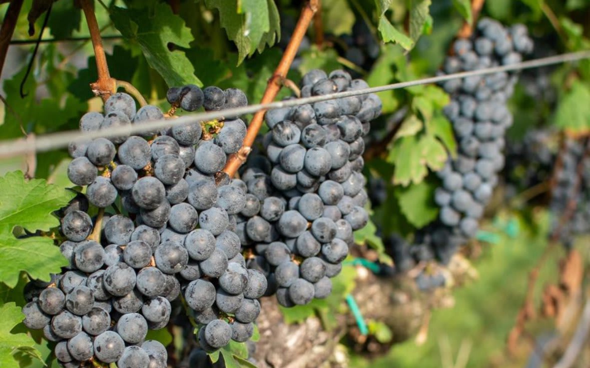 Exploring the Best Wineries Near Atlanta: A Guide to Vineyards and Tastings 9 Exploring the Best Wineries Near Atlanta: A Guide to Vineyards and Tastings