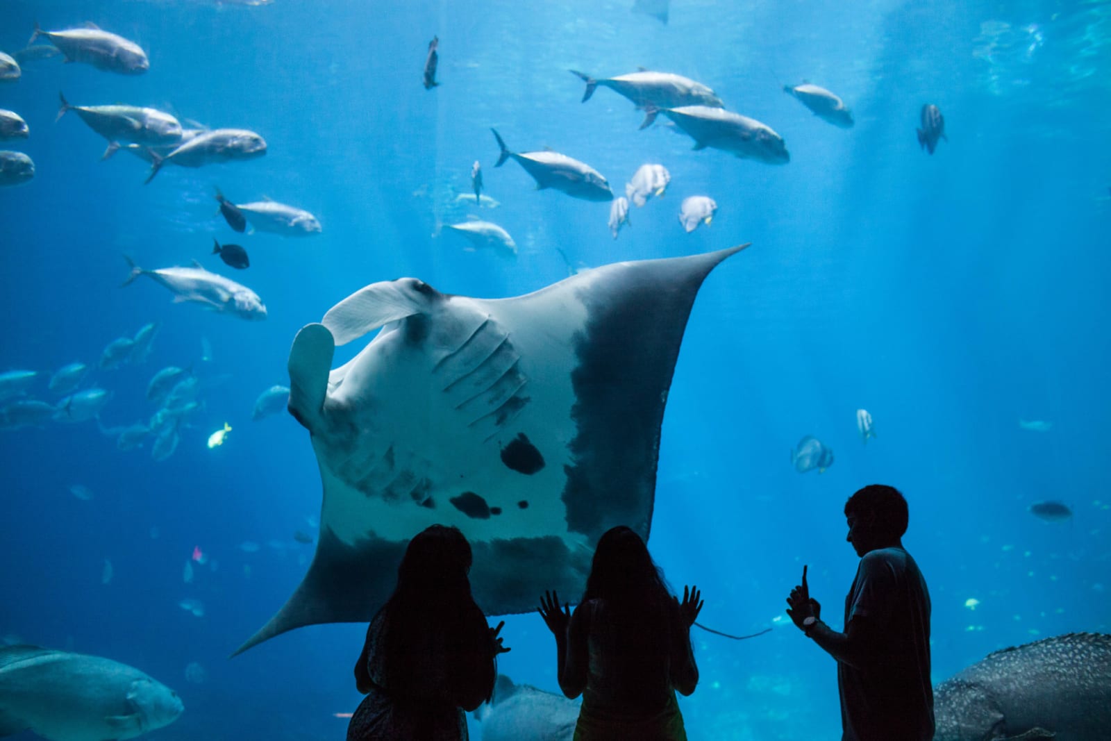 Throw the perfect birthday party at Georgia Aquarium