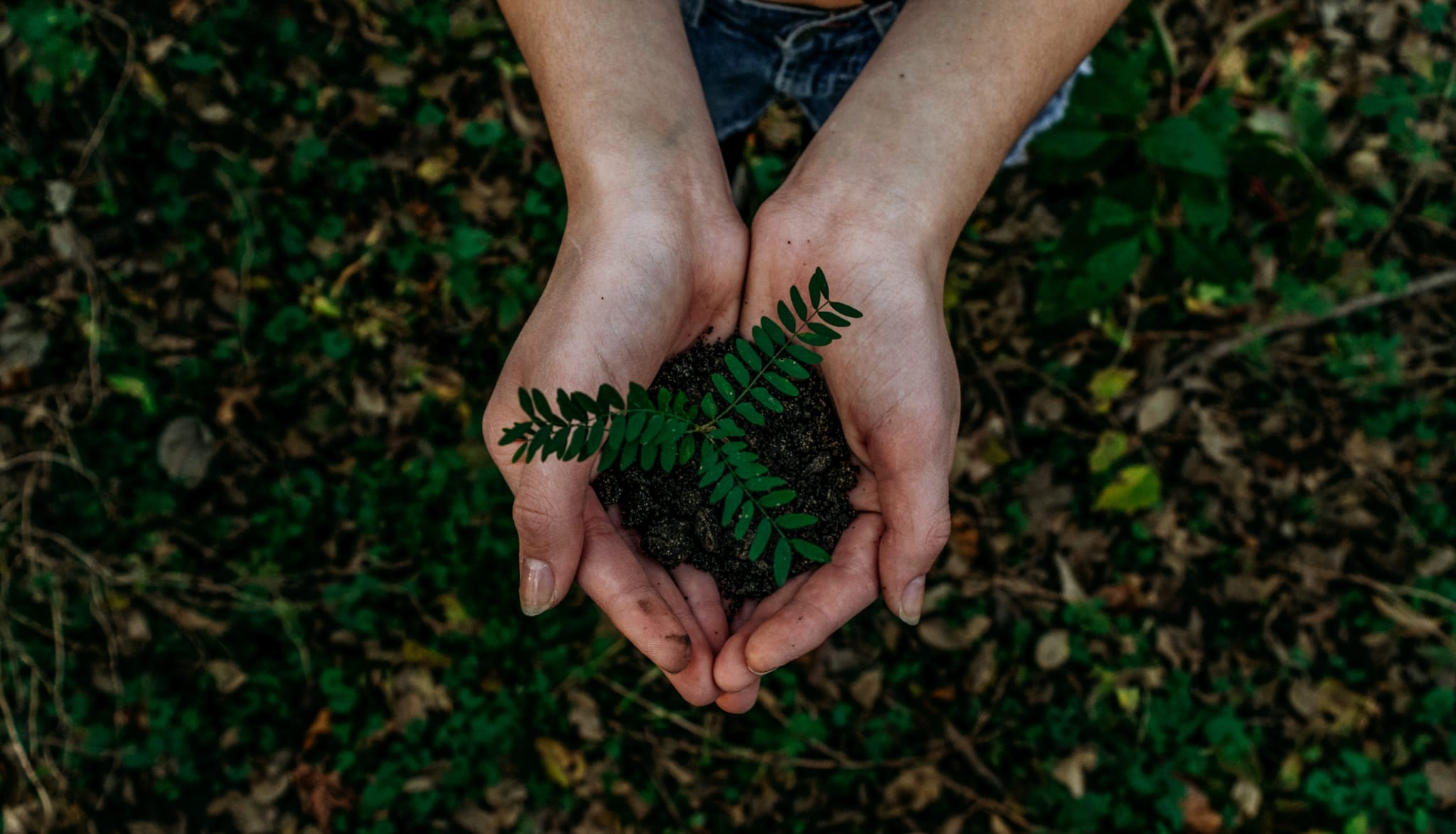 A person's hands cupped together hold a small plant with green leaves and dark soil in Atlanta, Georgia.