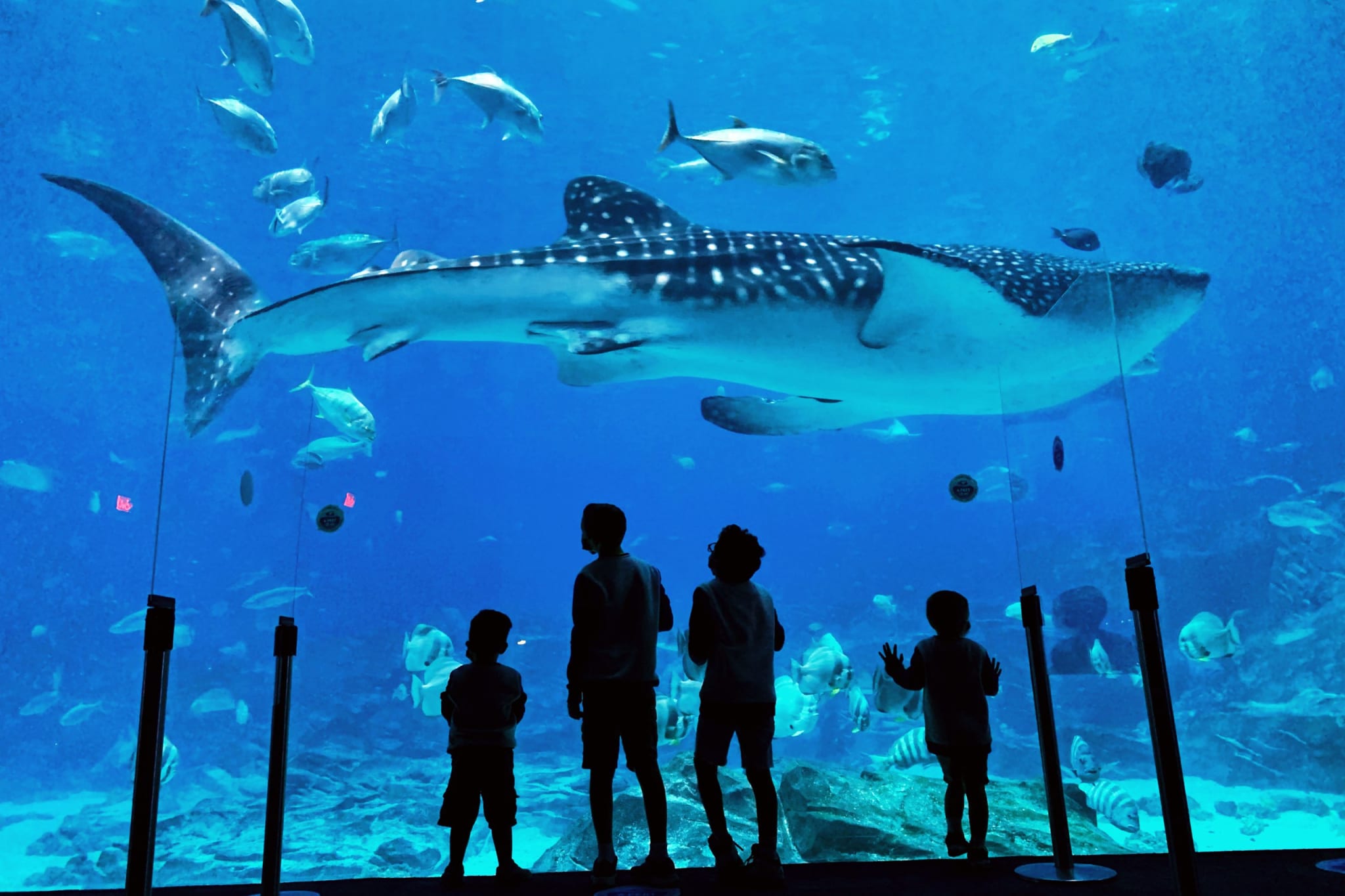 Children gaze at a massive whale shark in an aquarium tank filled with colorful fish in Atlanta, Georgia.