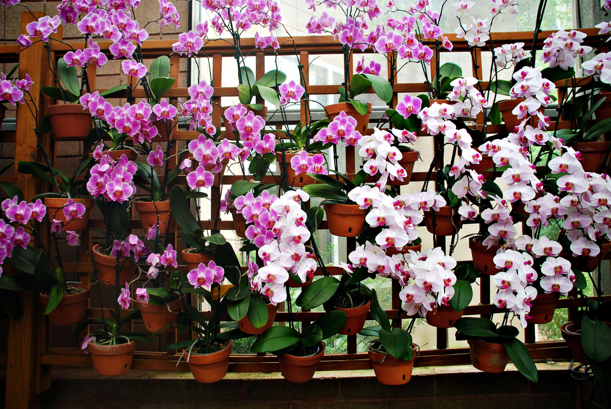 A wall of flowers in pots at the Atlanta Botanical Garden.