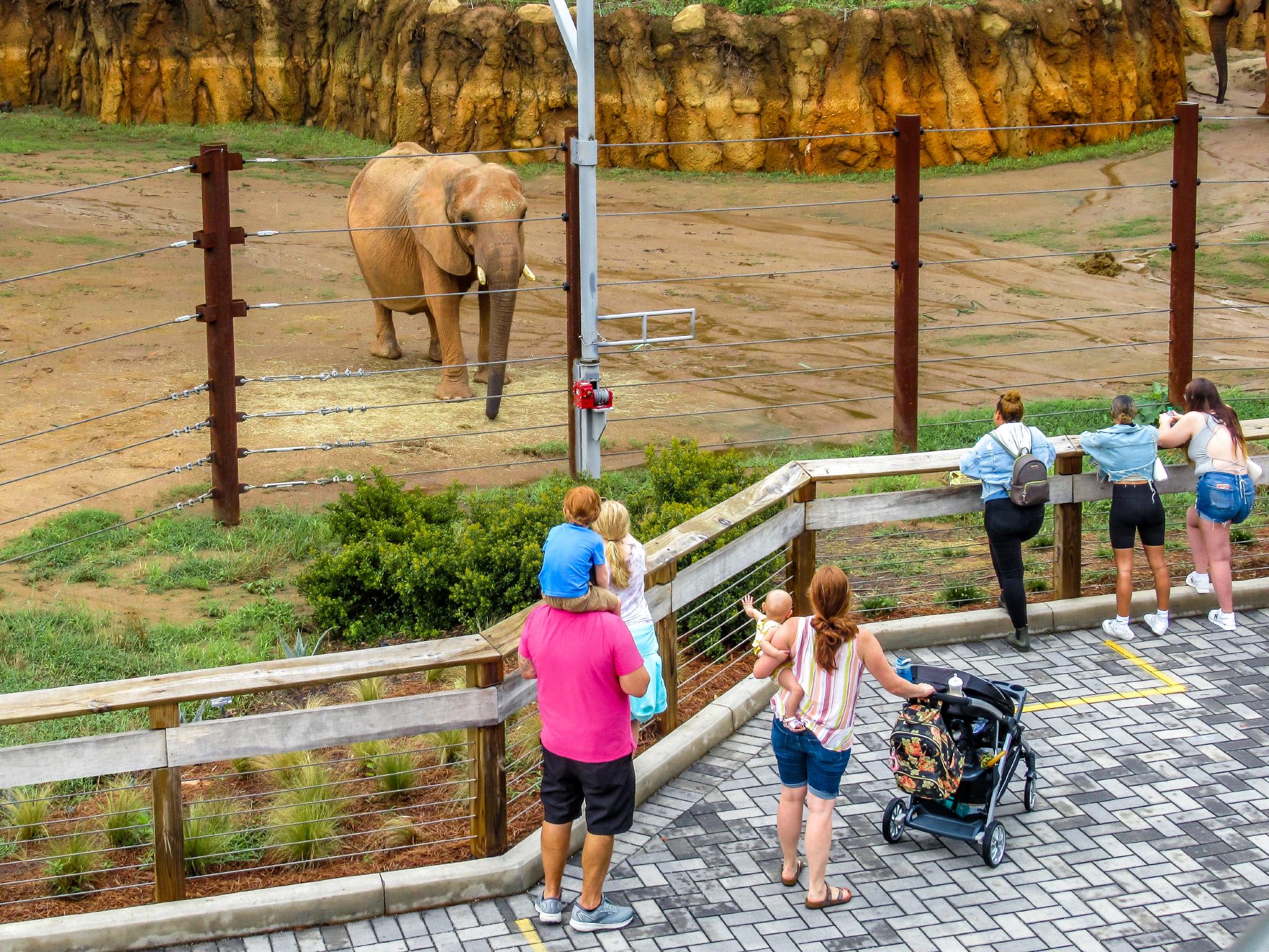 Visit the Atlanta Zoo on Mother's Day