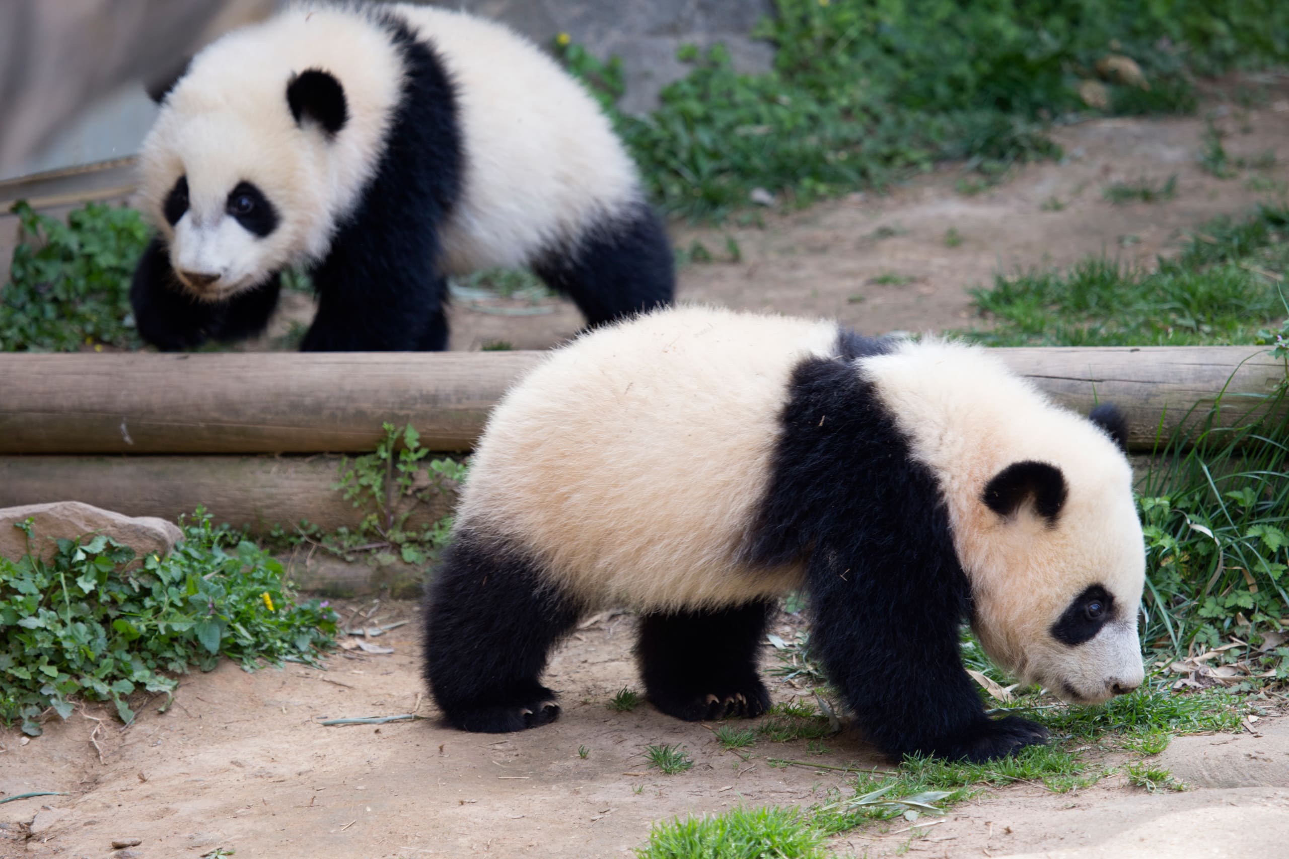 Zoo Atlanta Panda Cubs