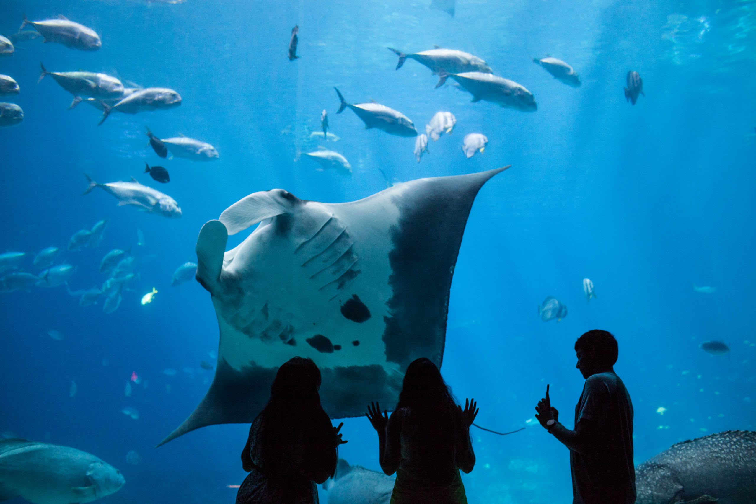 Georgia Aquarium is one of the top places to visit in Atlanta