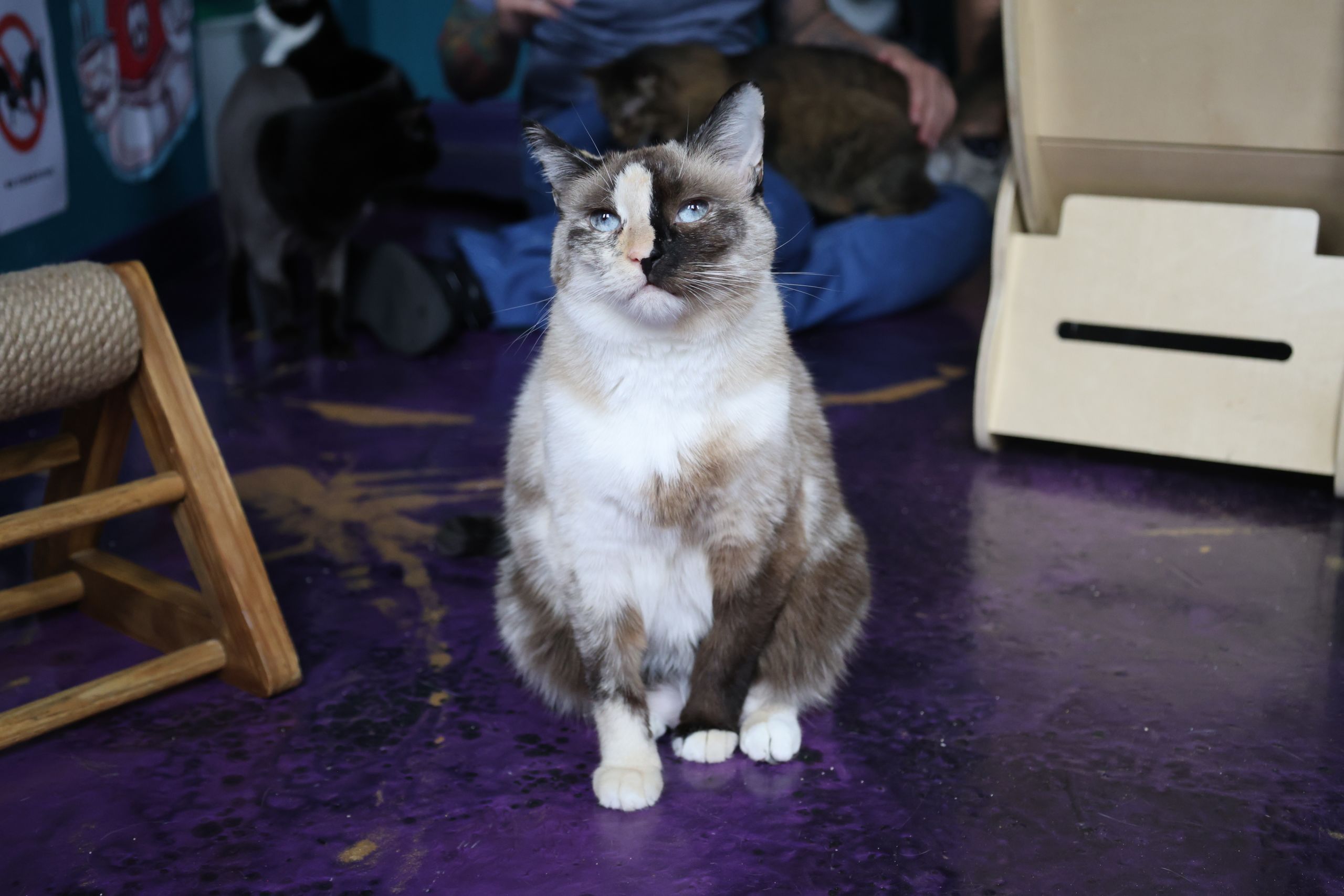 image of cat from The Frisky Whisker in atlanta ga