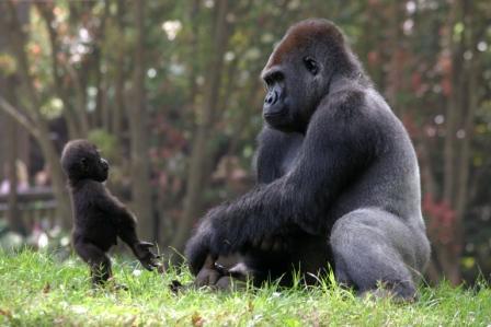 CityPASS Attractions Pass 3 A large silverback gorilla sits calmly while a young gorilla stands nearby, reaching out in Atlanta, Georgia.