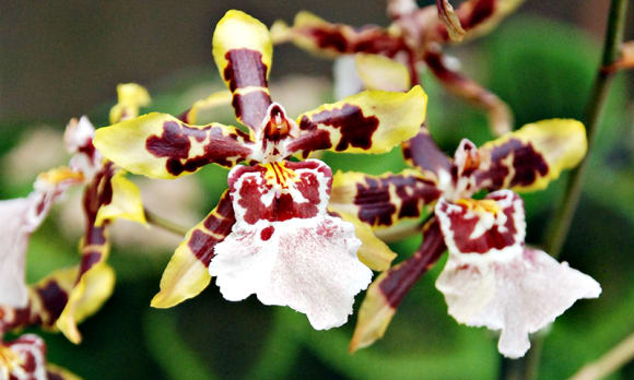 Take an up-close look at a variety of orchids at Atlanta Botanical Garden