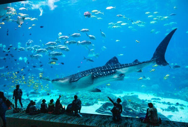 Awesome Kid-Friendly Hotels in Atlanta 2 A large whale shark swims with smaller fish in a vibrant underwater aquarium scene in Atlanta, Georgia.