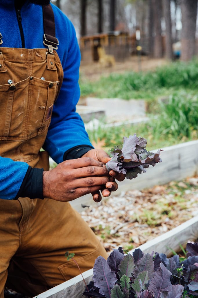 Atlanta: Changing the Farm-to-Table Narrative 8 A gardener in blue overalls and brown work pants holds a purple kale leaf in Atlanta, Georgia.