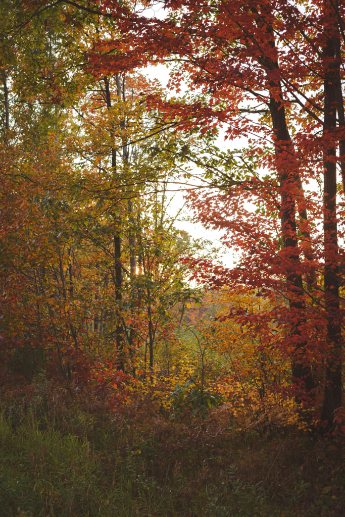 Chattahoochee River National Recreation Area 6 A dense forest in autumn with vibrant red, orange, and yellow leaves on the trees in Atlanta, Georgia.