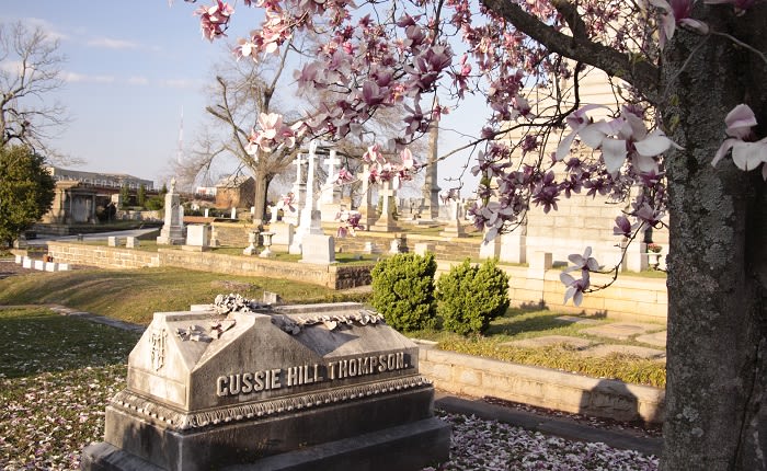 Civil War History 4 Flowering Tree at Oakland Cemetery Atlanta