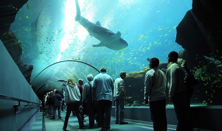 Whaleshark Tunnel at Georgia Aquarium in Atlanta GA