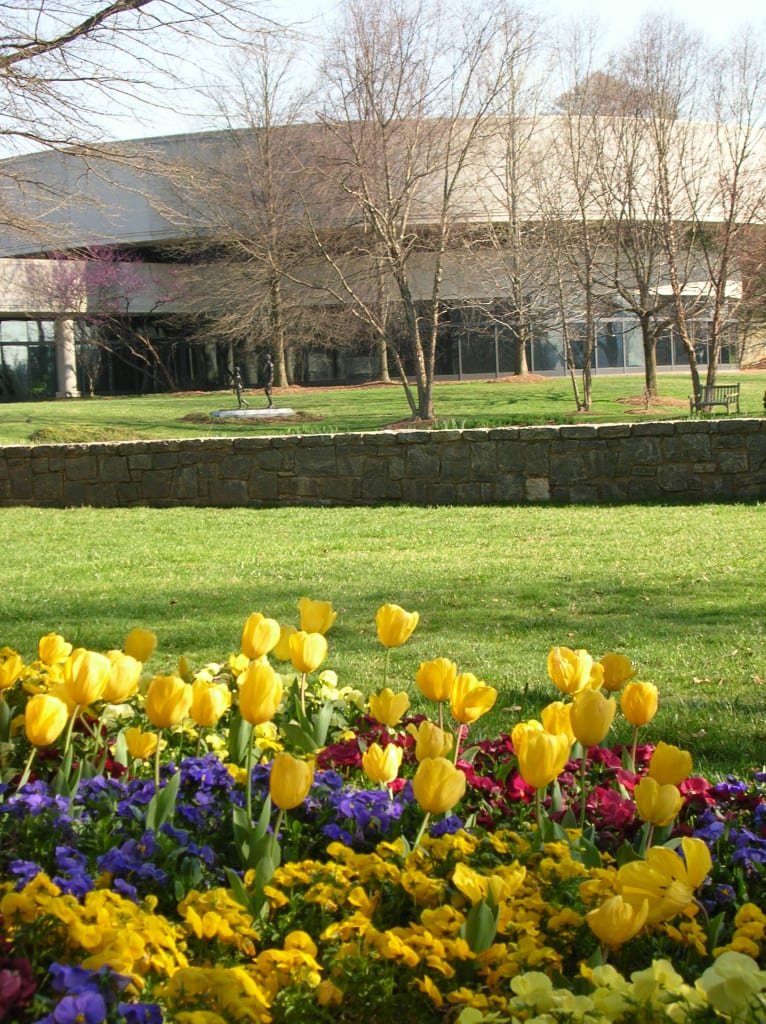 A vibrant garden with yellow tulips, purple pansies, and a stone wall in the foreground, with a modern building in the background in Atlanta, Georgia.