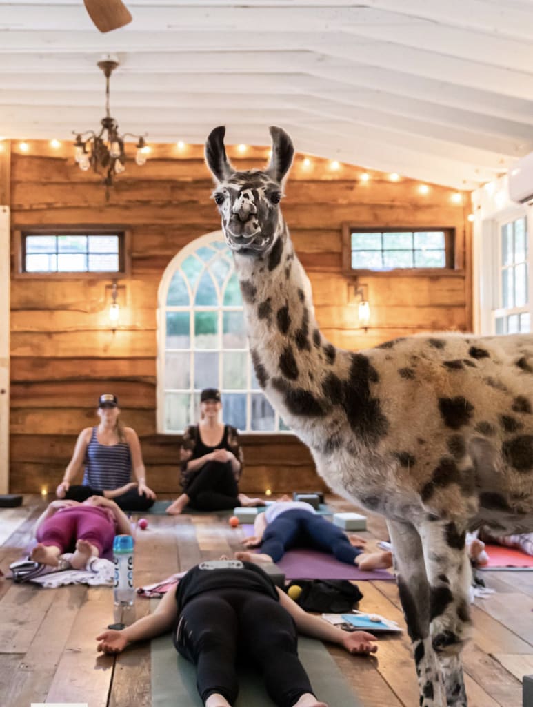 A llama stands among people practicing yoga in a rustic wooden room with arched windows in Atlanta, Georgia.