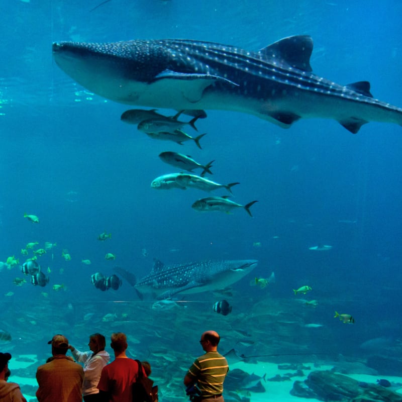 Top 10 Museums to Visit in Atlanta This Fall 5 Top 10 Museums to Visit in Atlanta This Fall