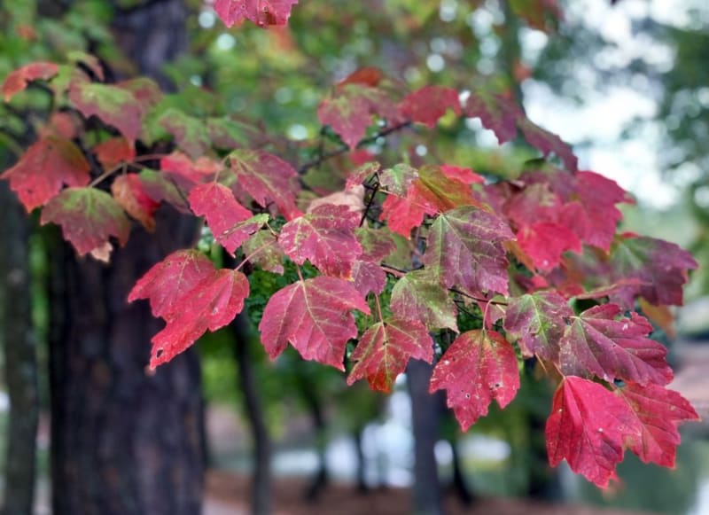 Where to See Fall Colors in Atlanta 1 Where to See Fall Colors in Atlanta