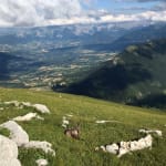 At the top of the Aiguille mount with our friend the Chamois.