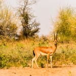 Chinkara deer are some of the common wildlife here