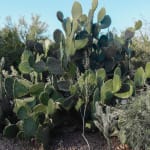 Cactus plant at the Desert Botanical Gardens