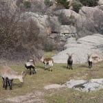 La Pedriza, montains near Madrid