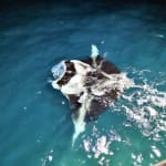 We saw stingrays next to our water vila