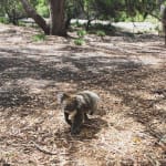 Kangaroo Island