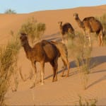 Free dromedaries