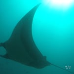 Diving in Catalinas islands, giant manta ray