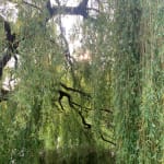 Beautiful weeping willows in Ooosterpark