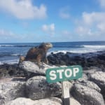 Iguanas at Tortuga Bay