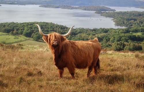 A coo with a view