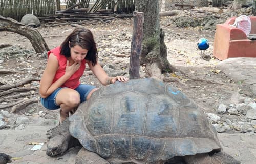 Giant Tortoise in Prison Island