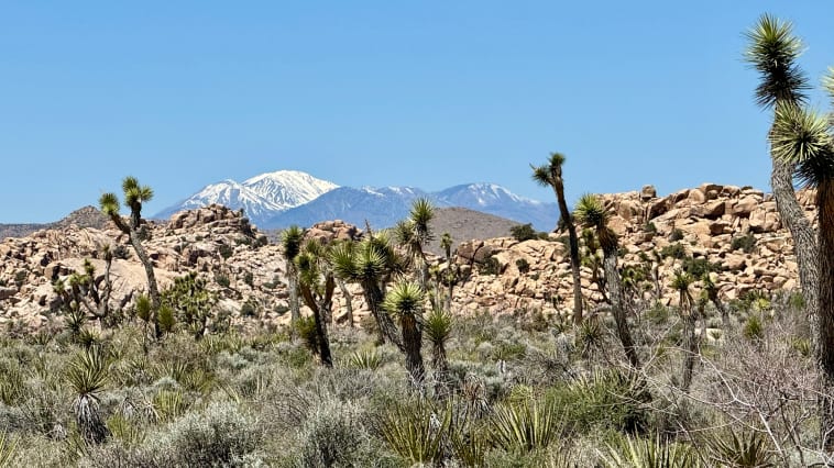 Joshua Tree National Park