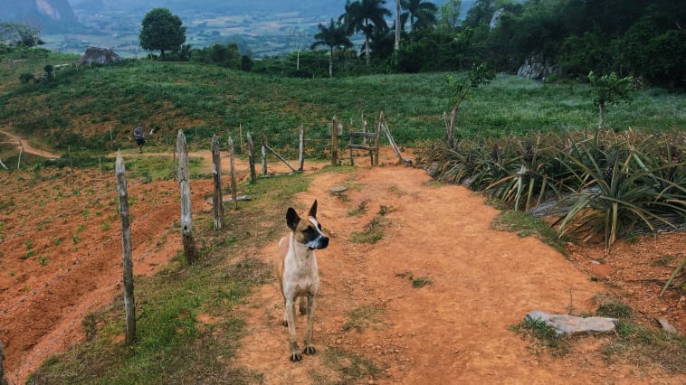 Vinales