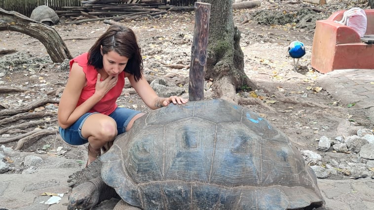 Giant Tortoise in Prison Island