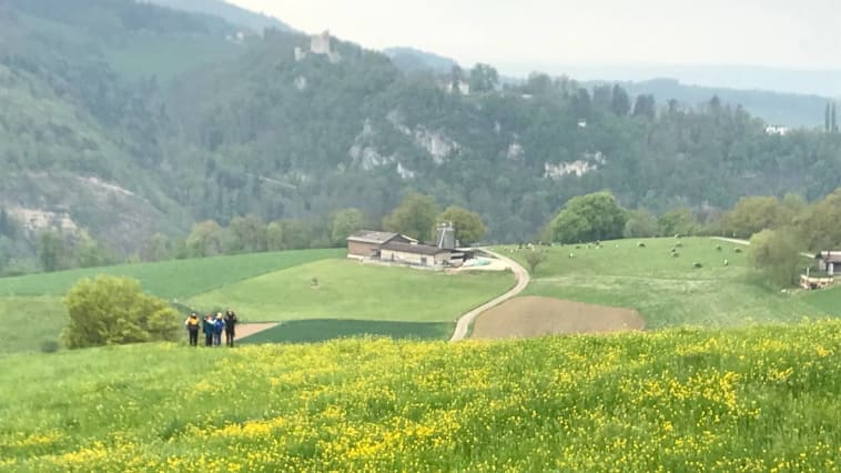 Lush meadows