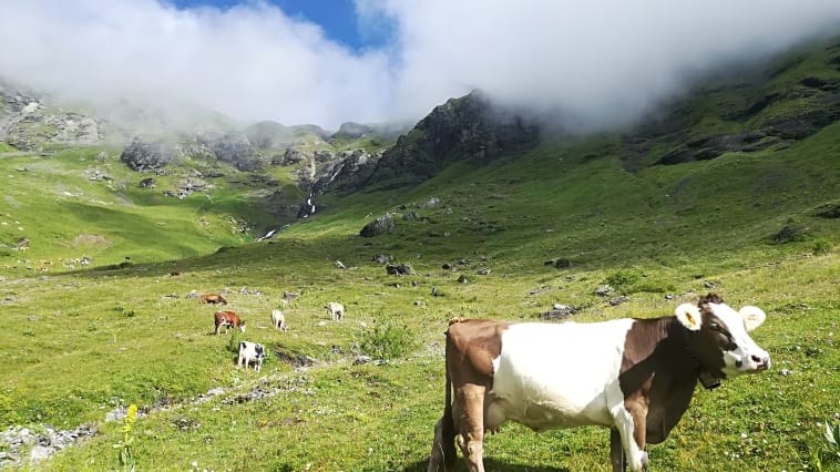 On the hike up, Mürren - Schilthorn