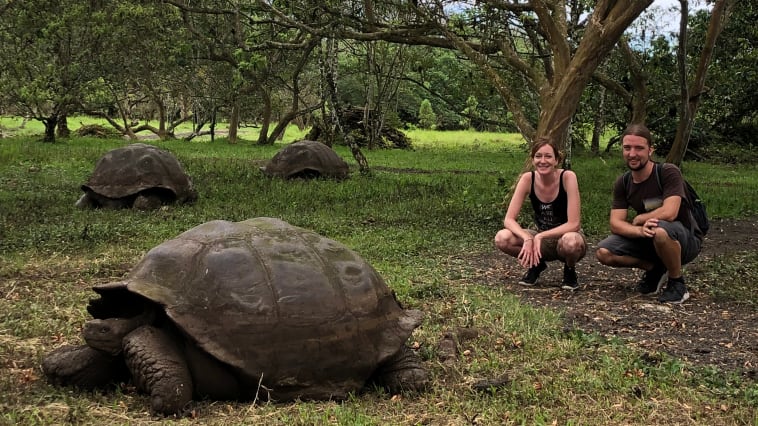 Giant tortoises at la reserva el Rancho