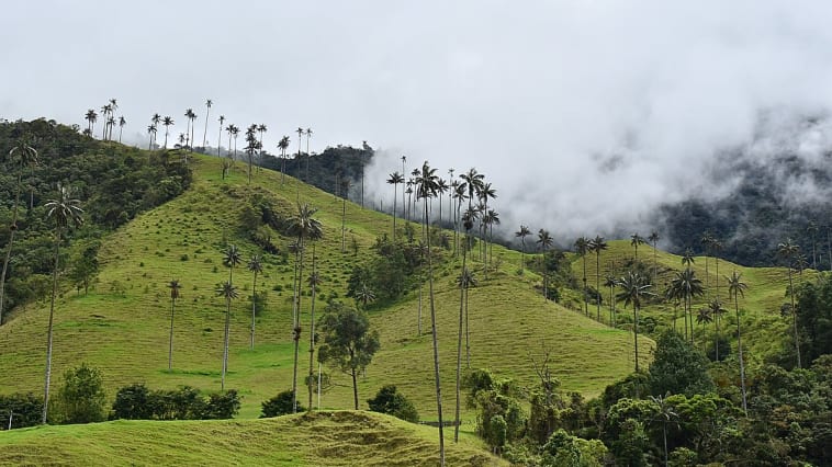 Casa Campo Valle De Cocora