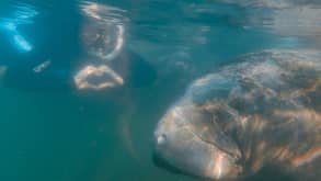 Crystal River - Swim with manatees - Swimming with a manatee