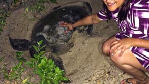 Dreams Las Mareas Costa Rica - Beaches, wildlife, food - Sea turtle hunting every night