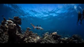 Great Barrier Reef - Volunteering, Diving, Food, Ocean, Marine Mammals - null