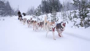 Lovozero - dog and reindeer sledding in the Taiga - null