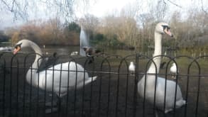 London - Connection with nature in a memoral place - null